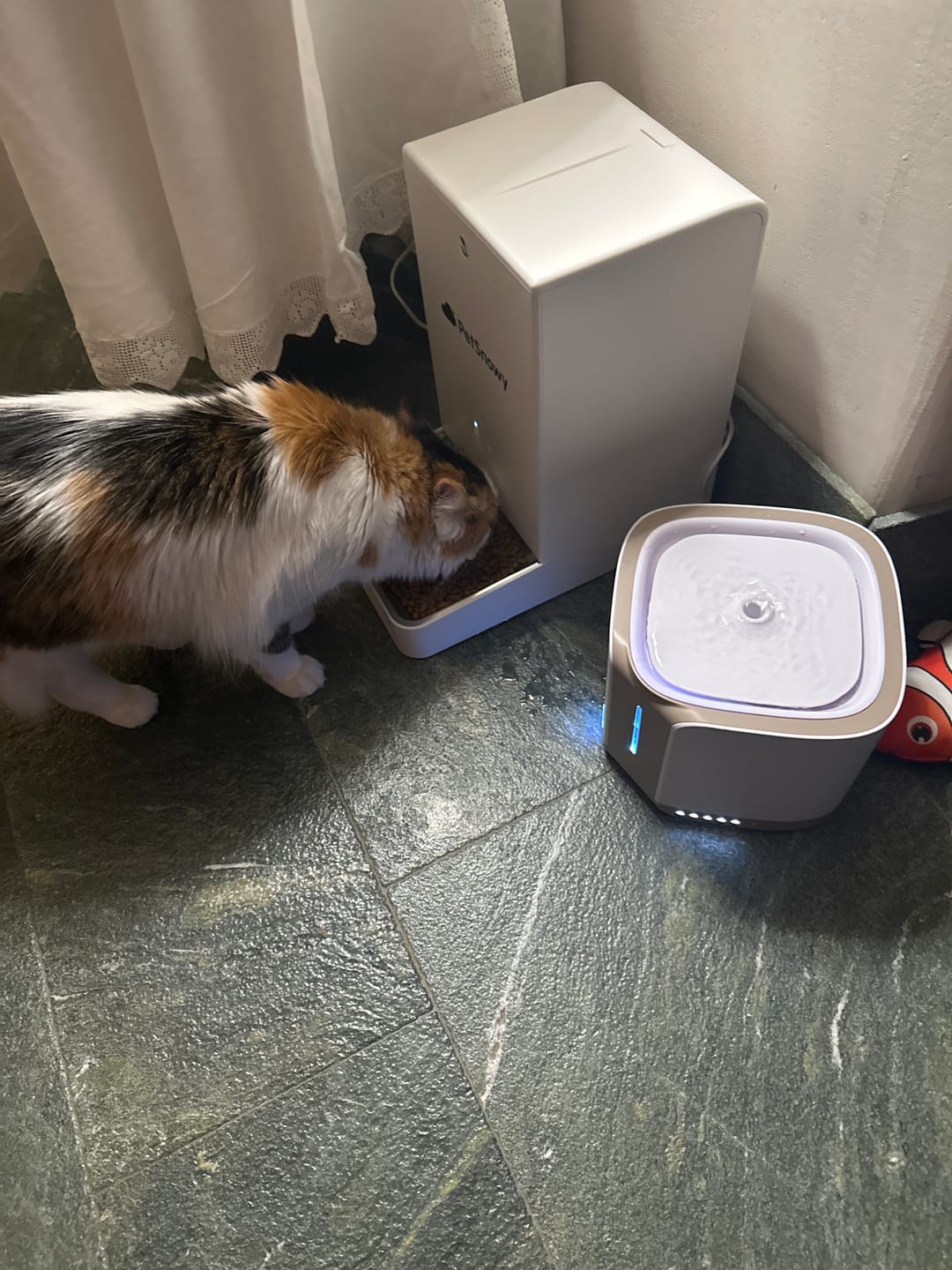 Customer photo review of Automatic Pet Feeder