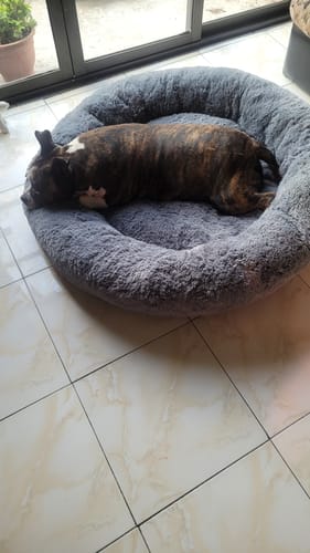 El perro de un cliente duerme acurrucado en la Cama Antiestrés para Perros, que es redonda y gris.