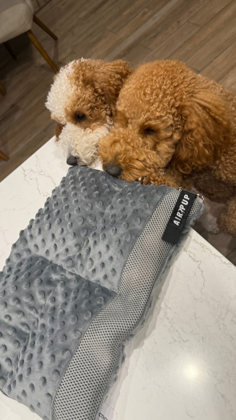 Customer photo review of AIR PUP DOG SHOE LAUNDRY & TRAVEL BAG