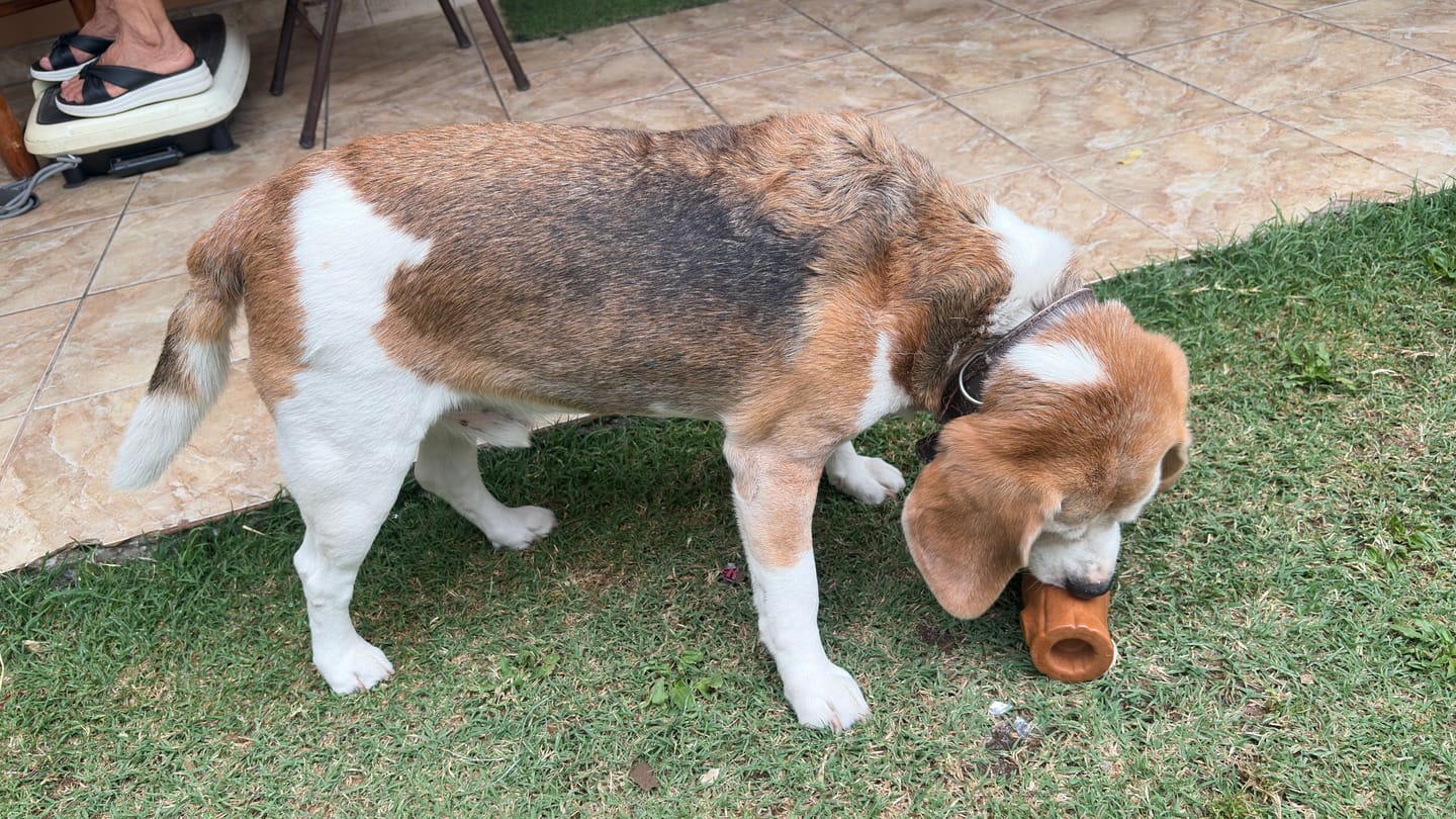 Customer photo review of Tronco Mágico THE DOGS — Calma con Snacks Congelados