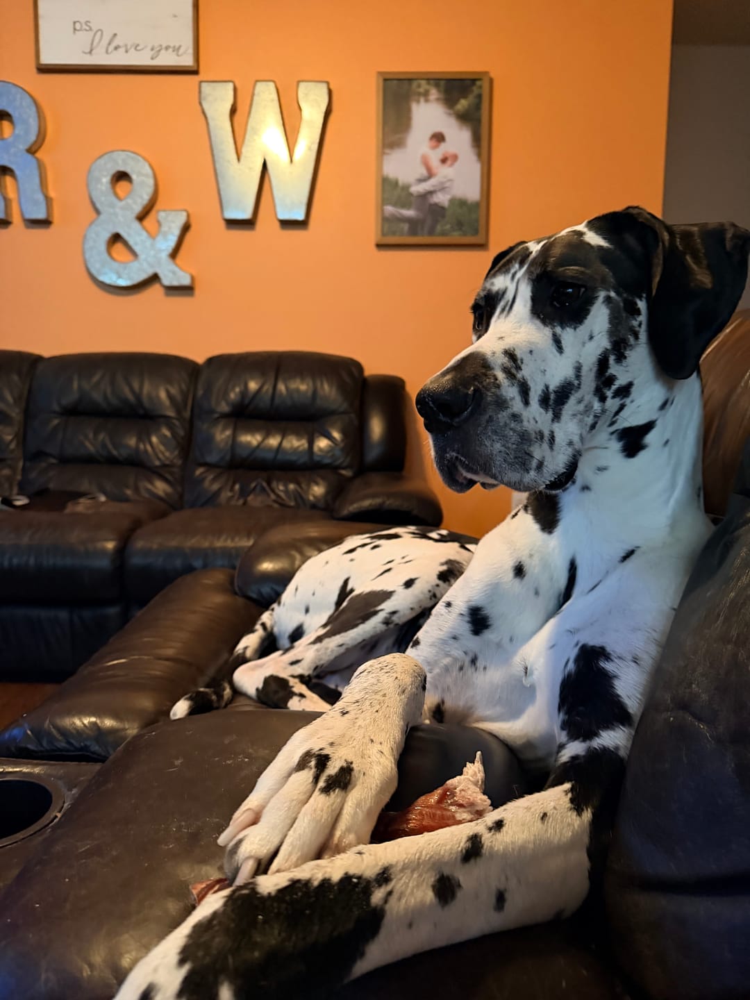 Customer photo review of 12 Inch Monster Braided Bully Stick