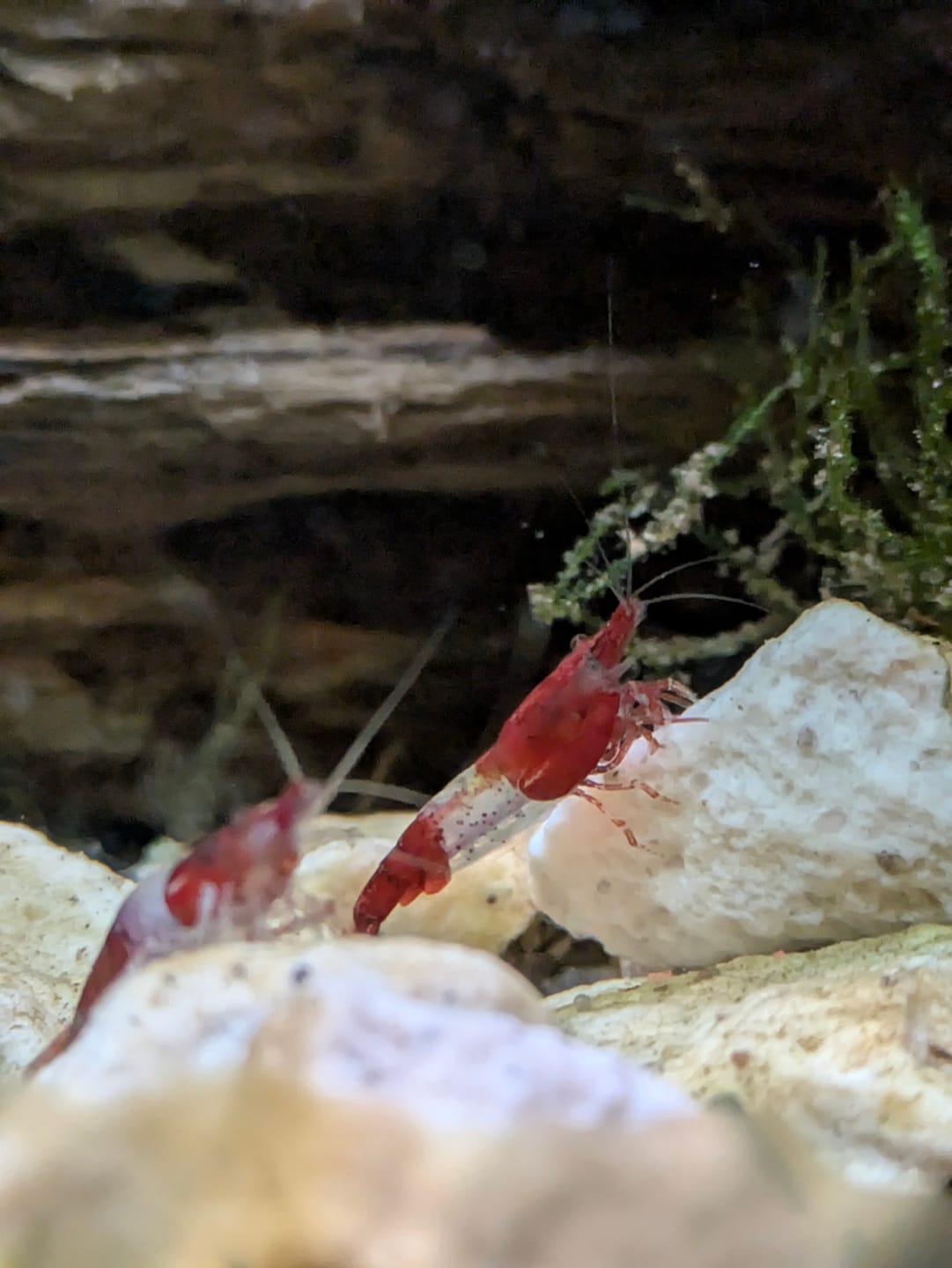Customer photo review of Red Rili Shrimp