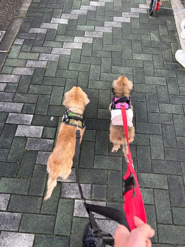 Customer photo review of FunFunPet 高機能ハーネス（お名前タグ作成サービス付き）