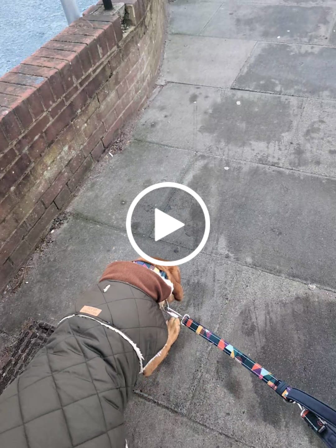 Customer video review of Comfort Collar