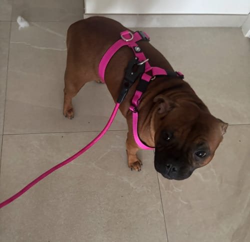 Customer photo review of Training Anti Pull TRI-Harness® | M-XL Breeds - Light Blue