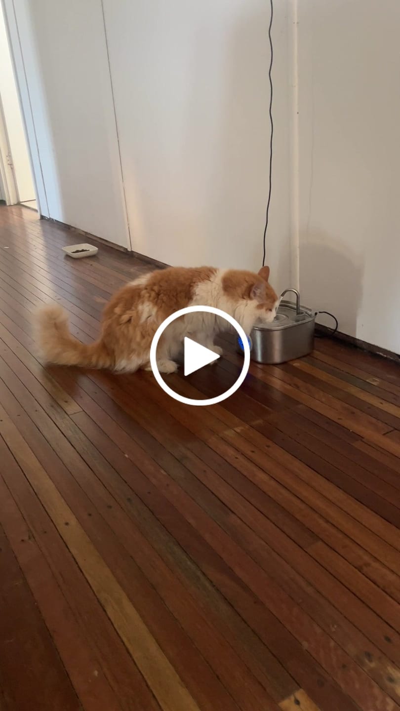 Customer video review of Whisker Collective Drinking Fountain