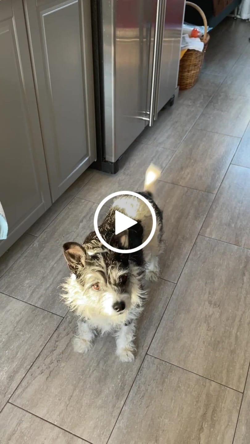Customer video review of Freeze Dried Icelandic Pet Treats Bundle