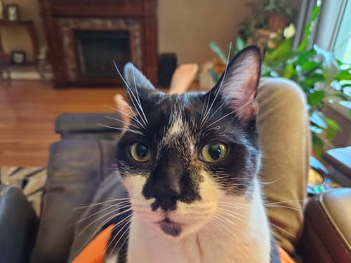 Customer photo review of Custom Pet Pillow