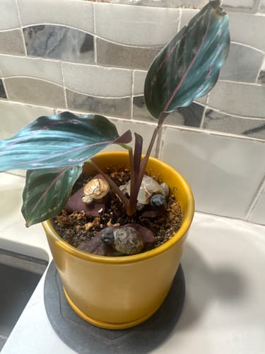 Customer's plant showing healthy new growth in a yellow pot after using the Plant Food.