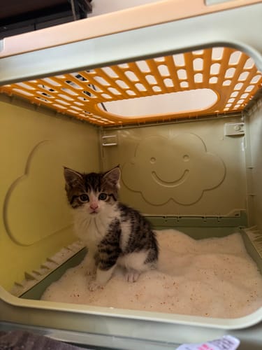 Customer photo review of 3 Month Supply - 1 Cat