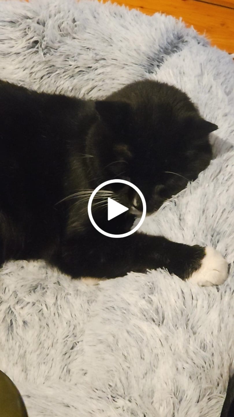 Customer video review of Orthopaedic Cat Bed - Plush Comfort