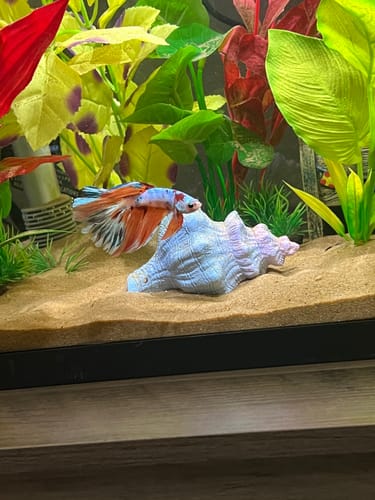 Customer photo review of Fancy Halfmoon Male Betta Fish High Grade | Buy 4 Get 1 Free | Mystery Betta