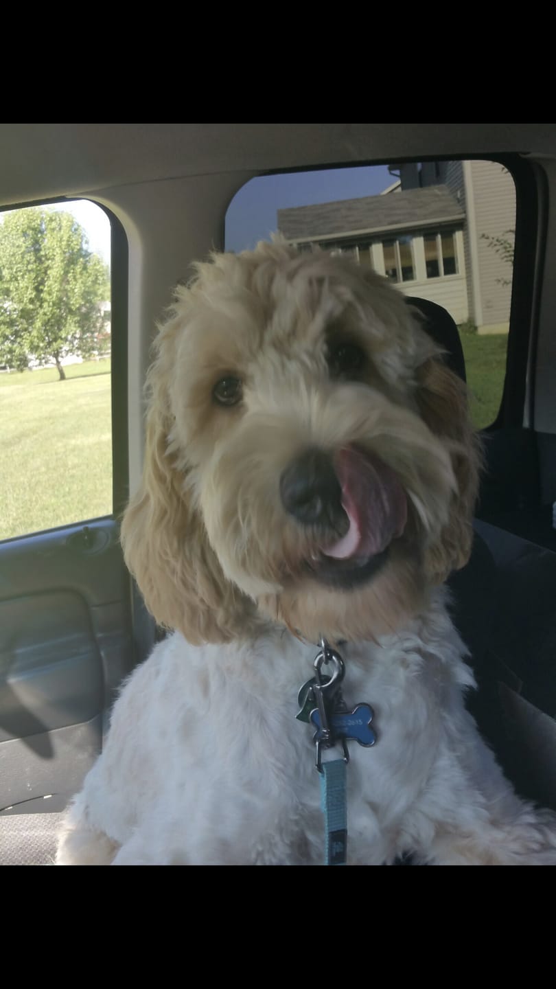 Customer photo review of Chewy Ostrich Flat Tendon: Satisfying All-Natural Chew for Dental Health & Gentle Digestion