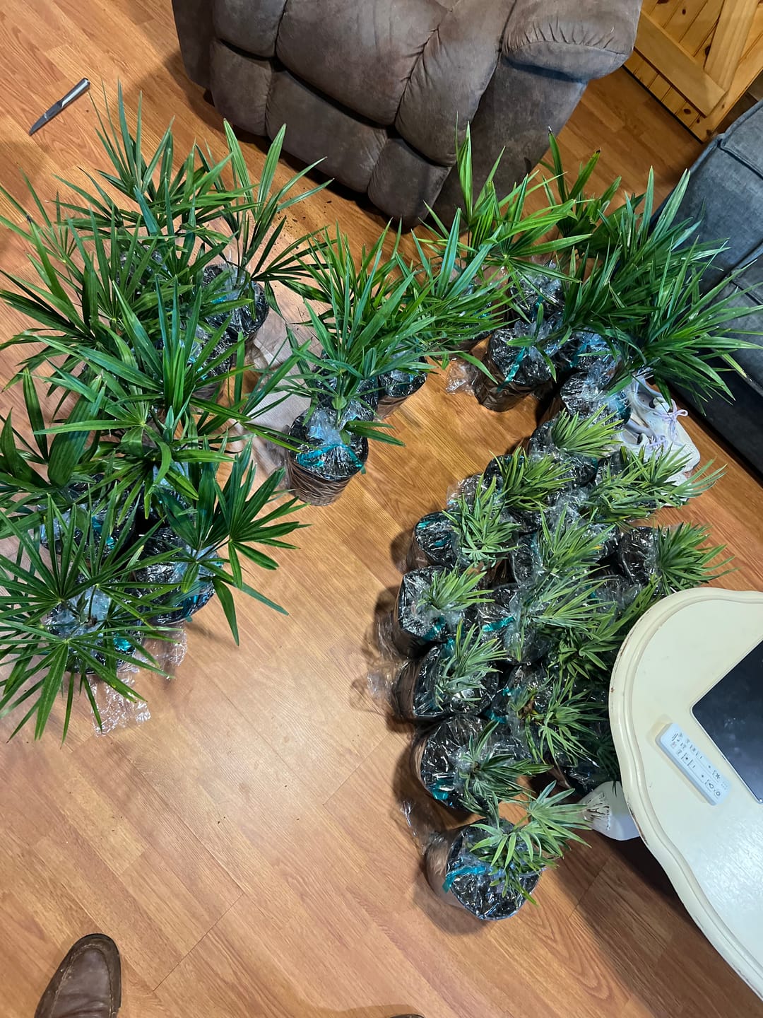 Customer photo review of Silver Saw Palmetto, Georgia Silver