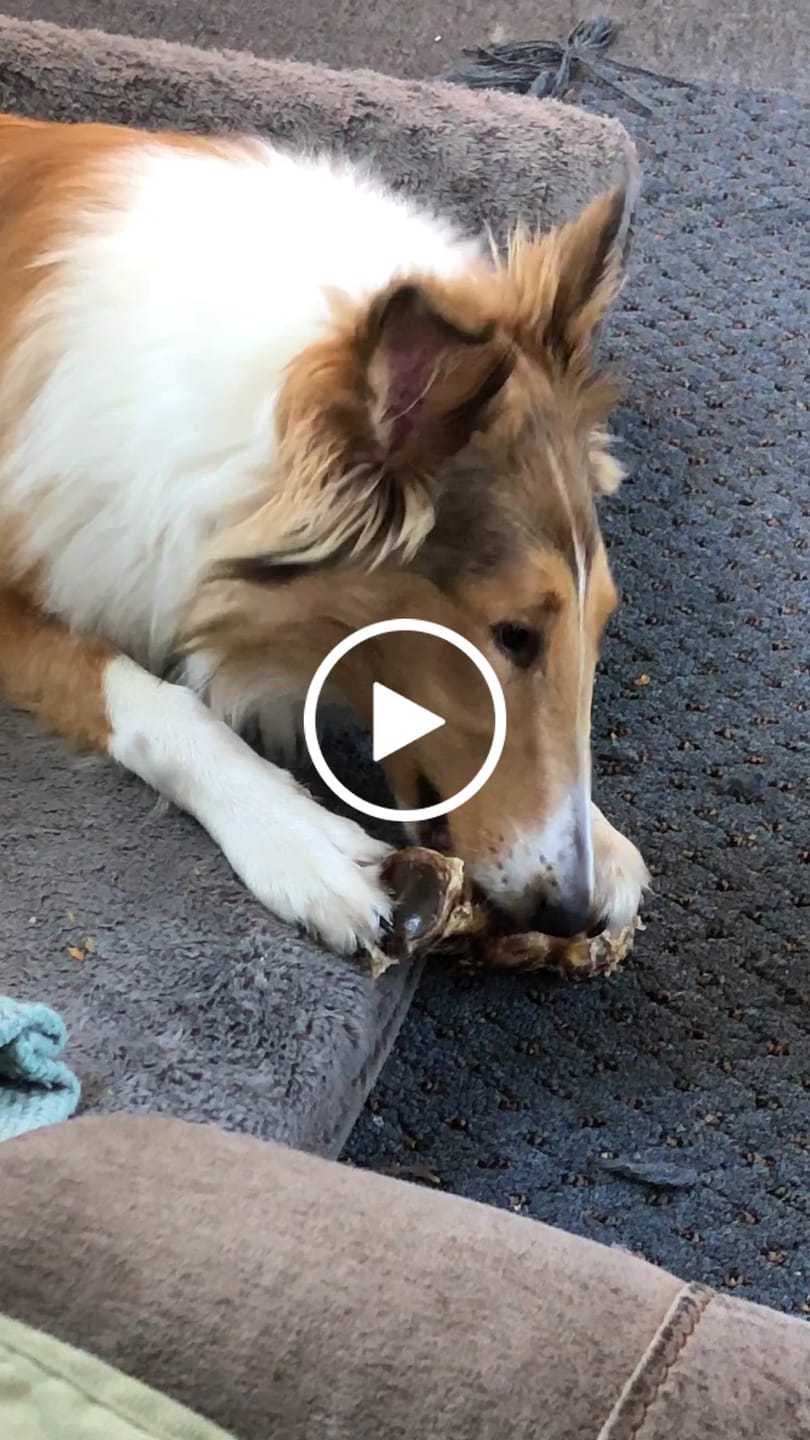 Customer video review of Ostrich Foot Bone (7" x 3.5"): The Flavorful & Long-Lasting Chew for Medium to Large Dogs