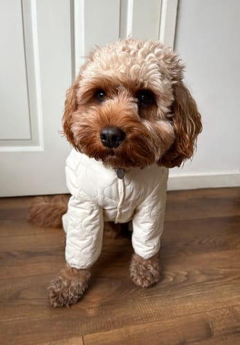 Customer photo review of Marshmallow | The Capsule Quilted Bodysuit