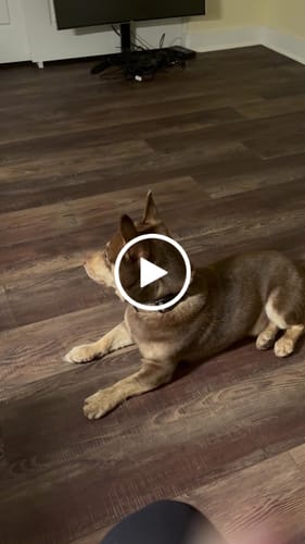 Customer video review of Strawberry Yak Chews