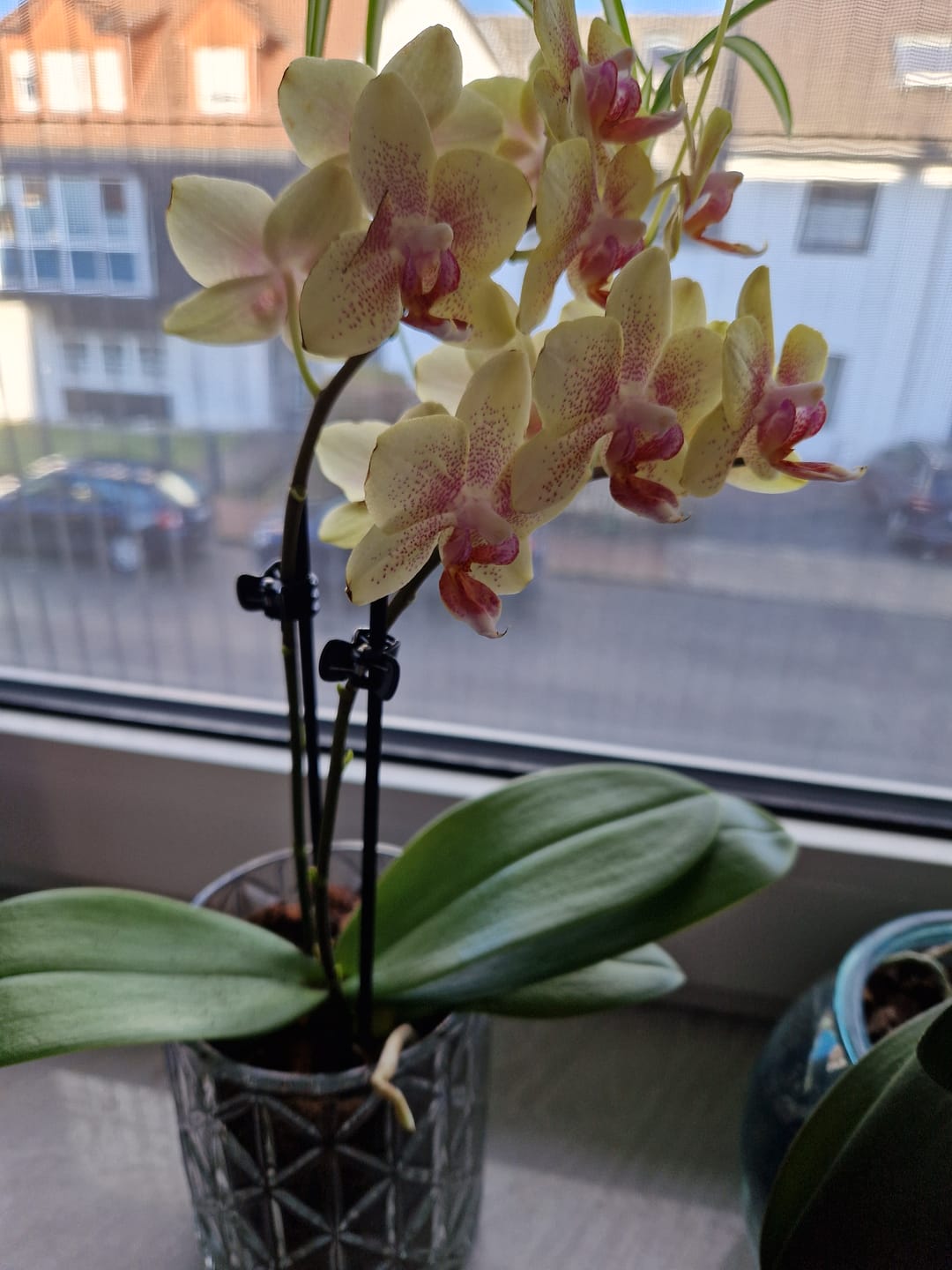 Customer photo review of Table Dance Pereira mit gelb-gepunkteten Blüten und 2+ Rispen
