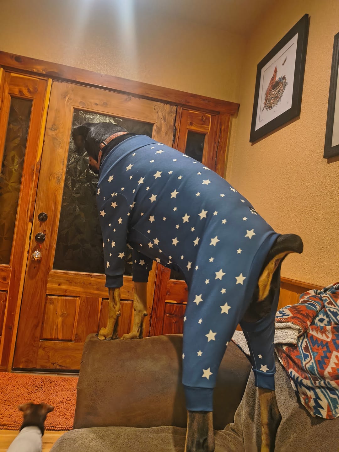 Customer photo review of Dog Pajama - Stars