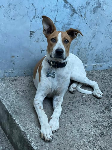 Customer photo review of Placa: Corazones