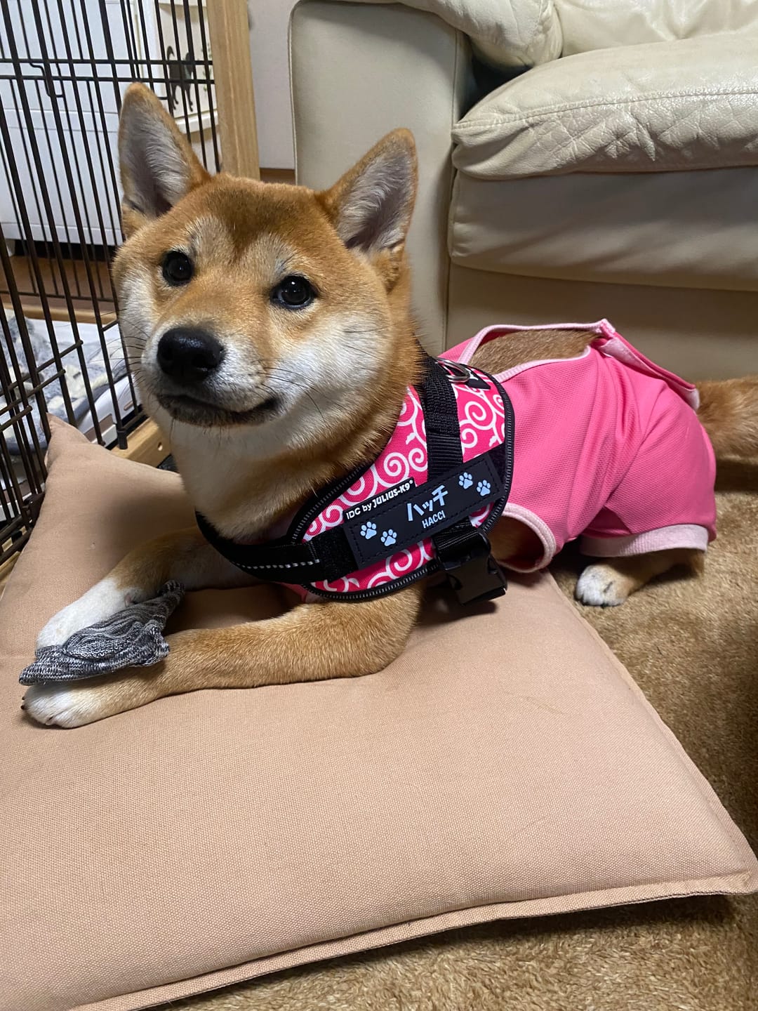 Customer photo review of ハーネス専用お名前タグ（２枚セット・マジックテープ式）