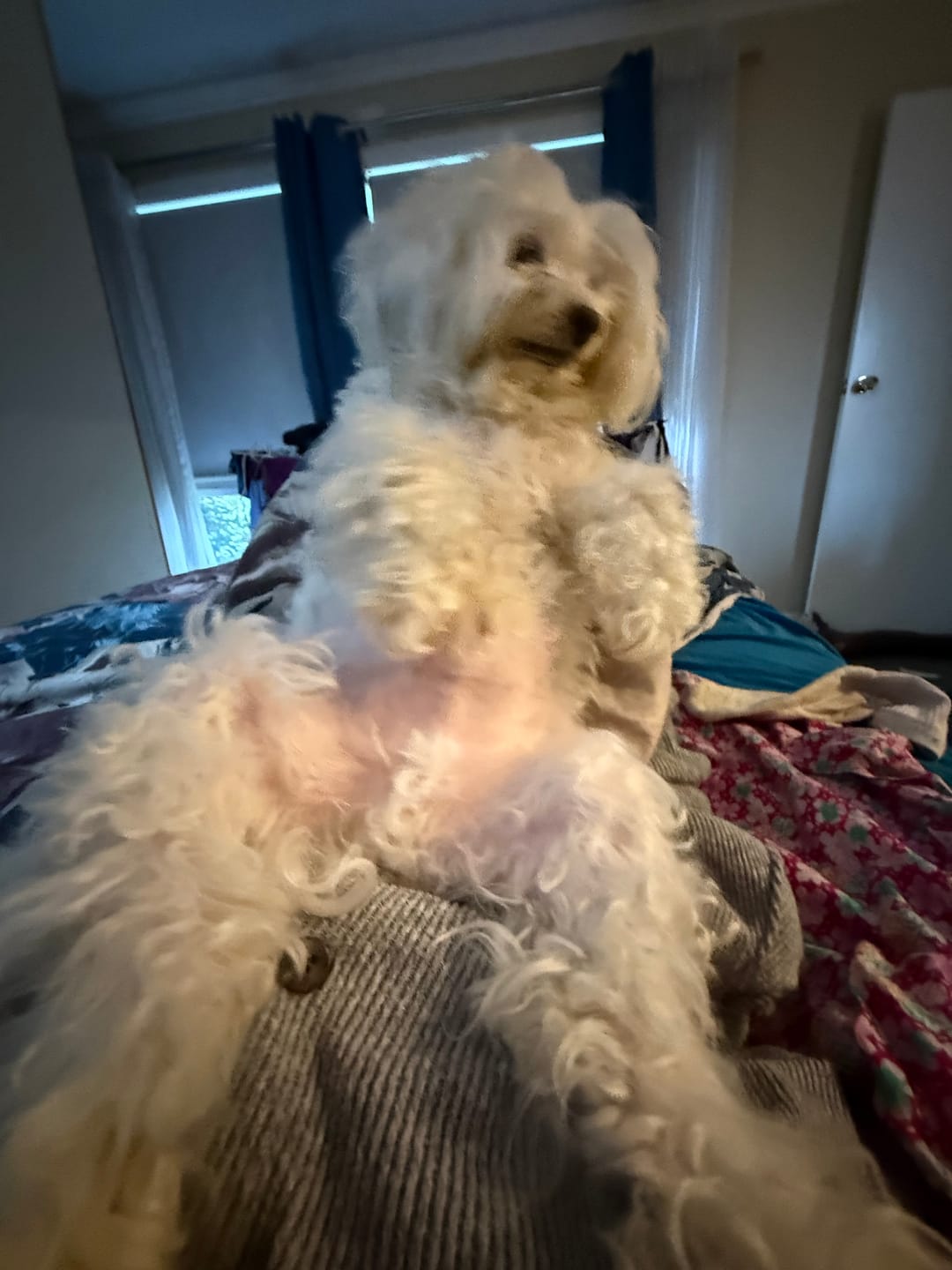 Customer photo review of Bugsy's Air-Dried Chicken