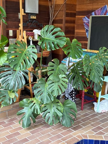 Customer's large Monstera plant with healthy green leaves in a sunroom after using Plant Food.