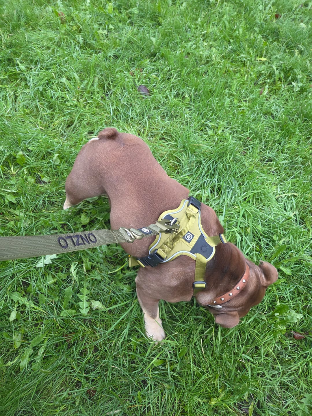 Customer photo review of Anti Pull Hurricane Harness Lighter | With Handle - Olive Green