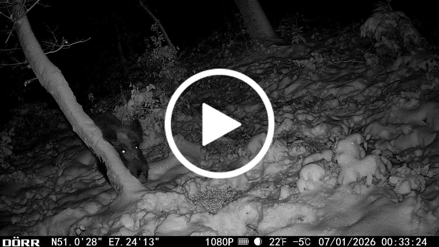 Customer video review of Teer-Plus Wildlockmittel - Schwarzwild