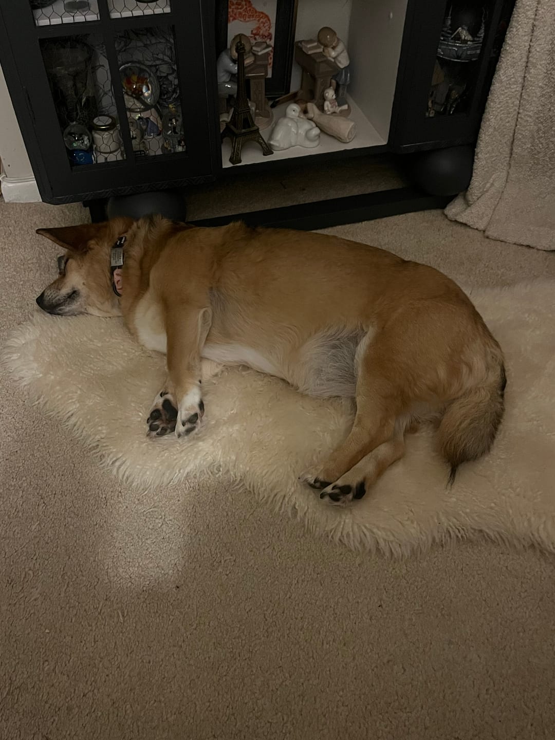 Customer photo review of Anti-Itch Dog Chews