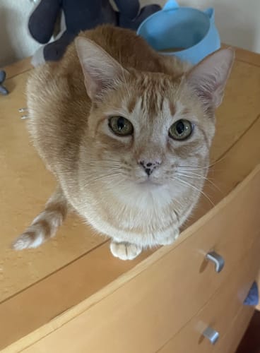 Customer photo review of 6x Blisso Advanced Cat Probiotic | Cat Probiotic for Diarrhea & Kidney Support