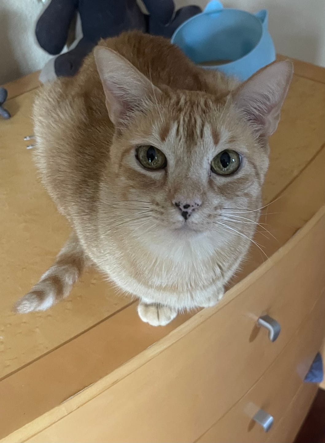 Customer photo review of 6x Blisso Advanced Cat Probiotic | Cat Probiotic for Diarrhea & Kidney Support