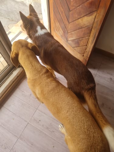 Customer photo review of ALPHA SPIRIT THE ONLY ONE WILD FISH DOG|Solo Pescado para Perro 12 kg