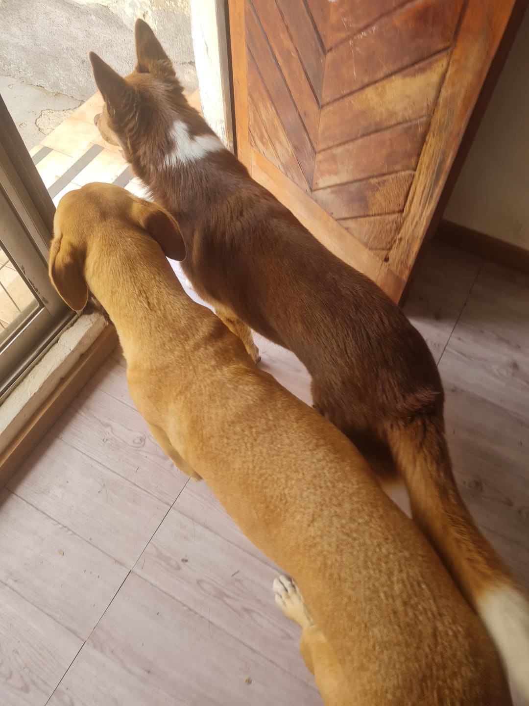 Customer photo review of ALPHA SPIRIT THE ONLY ONE WILD FISH DOG|Solo Pescado para Perro 12 kg