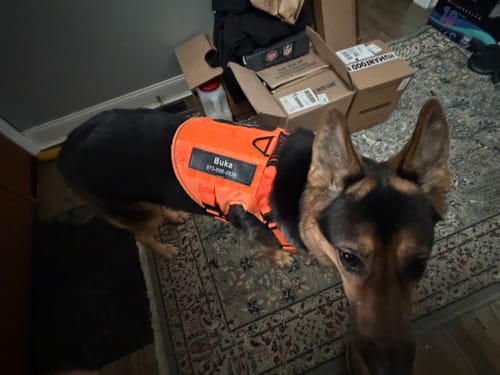 Customer's German Shepherd wearing the orange Team K9™ Dog Harness with a custom name patch indoors.