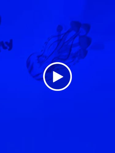 Customer video review of Non Detect Raw Mushrooms