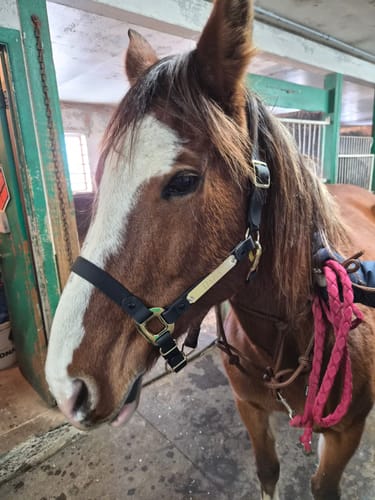 Customer photo review of Black and Gold Horse Lead - iCavalos