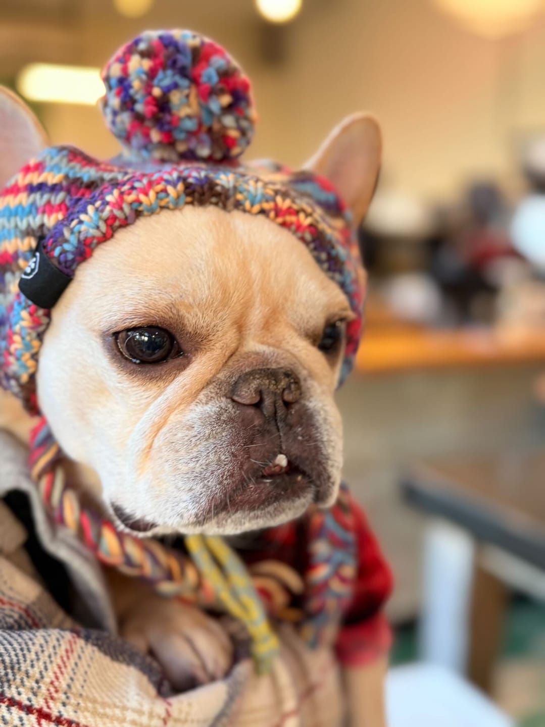 Customer photo review of Knit Pom Pom Dog Beanie Hat - Kaleidoscope