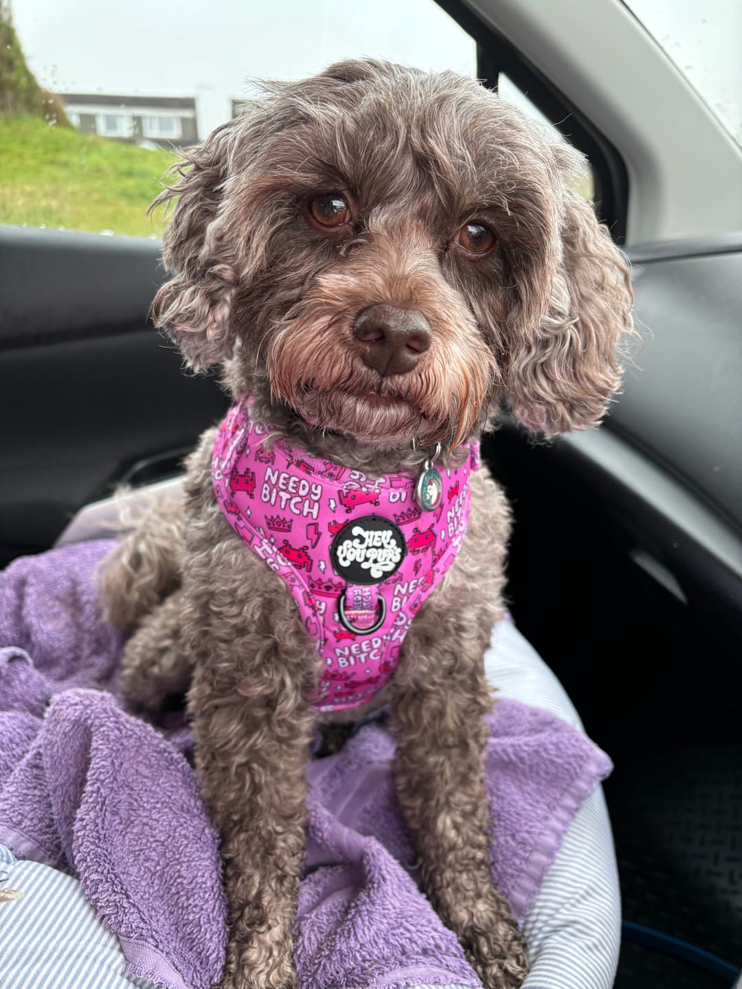 Customer photo review of Needy bi**h harness