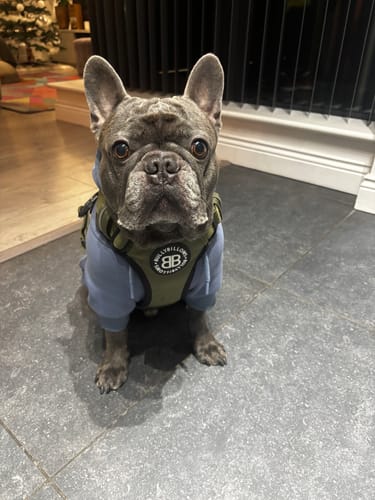 Customer photo review of Comfort Premium Harness | Non Restrictive - Khaki