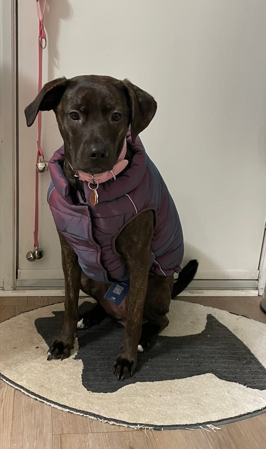 Customer photo review of WarmShield Water-Resistant Jacket - Cosmic