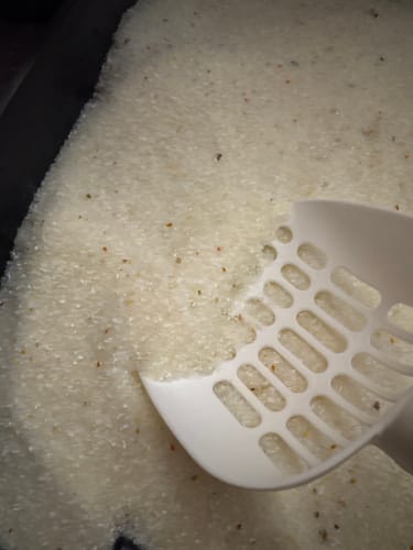 Customer photo review of 1 Month Supply – 1 Cat