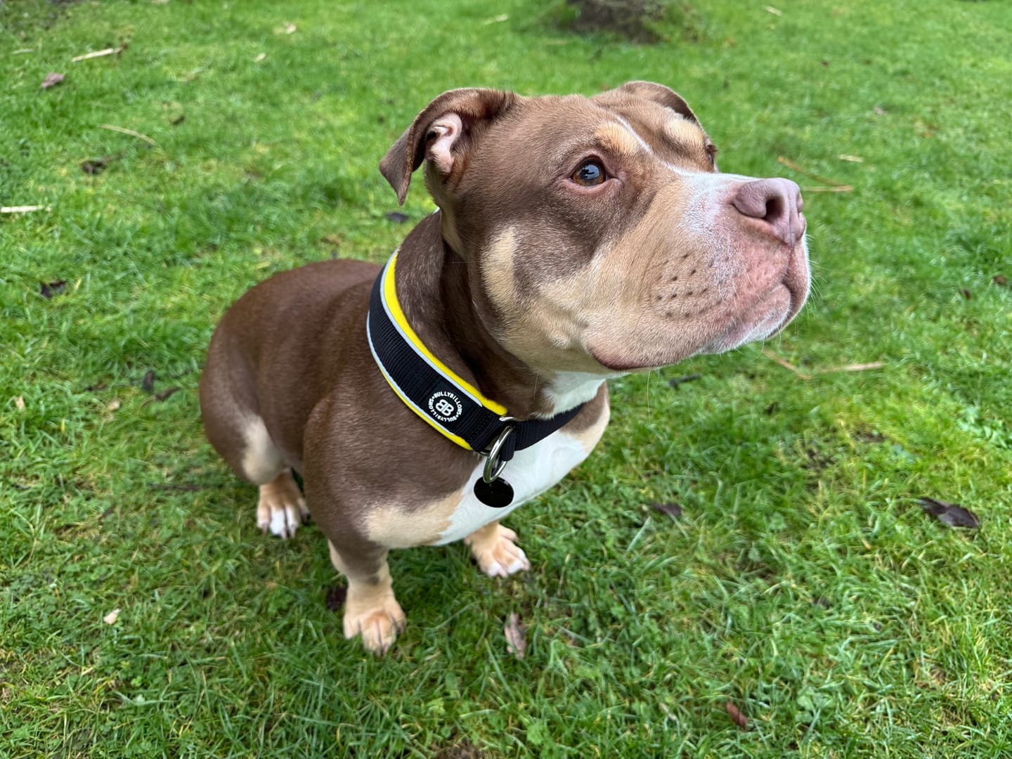 Customer photo review of 4cm Slip on Collar | Foam Padded - Black x Yellow