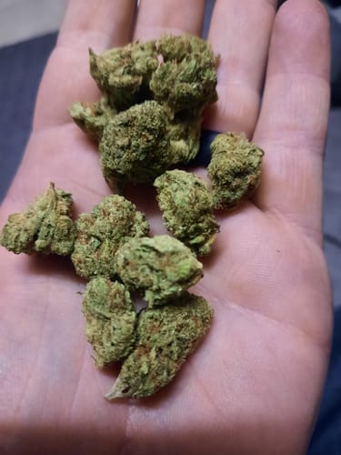 Customer photo review of Key Lime Jack - 28 Grams - Sativa