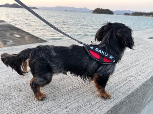 Customer photo review of FunFunPet 高機能ハーネス（お名前タグ作成サービス付き）