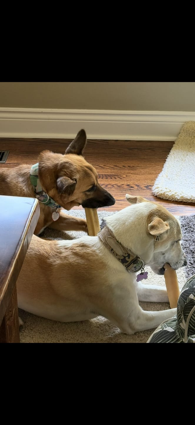 Customer photo review of Himalayan Yak Chew (EXTRA LARGE)