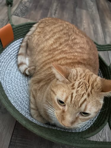 Customer photo review of Instinct Basket | Handwoven & Chemical-Free Cat Territory