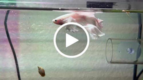 Customer video review of Super White Dumbo Ear Halfmoon Male Betta Fish