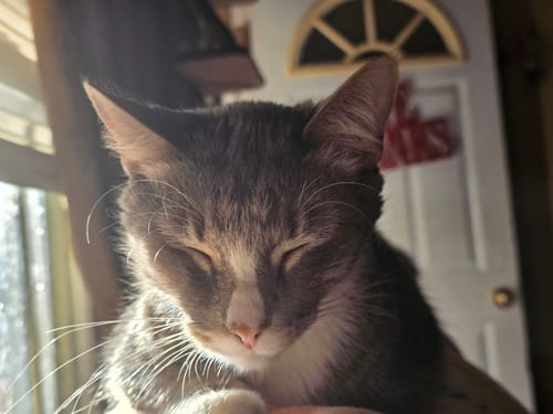 Customer photo review of 2x Blisso Advanced Cat Probiotic | Cat Probiotic for Diarrhea & Kidney Support