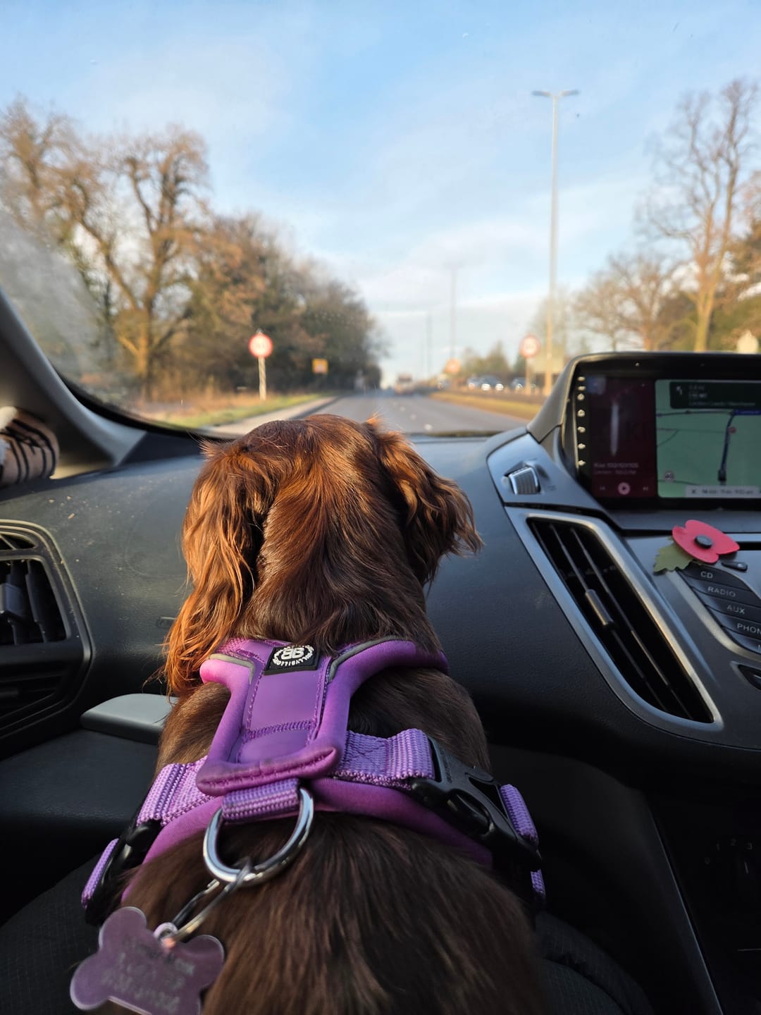 Customer photo review of Slip on Harness | Foam Padded - Purple